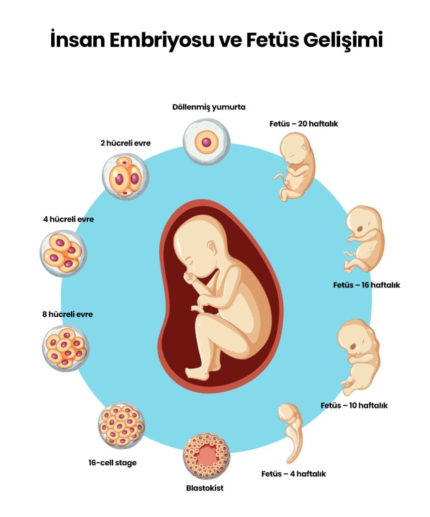 İnsan Embriyosu ve Fetüs Gelişimi - Hamilelikte Stres - Antalya Yankı